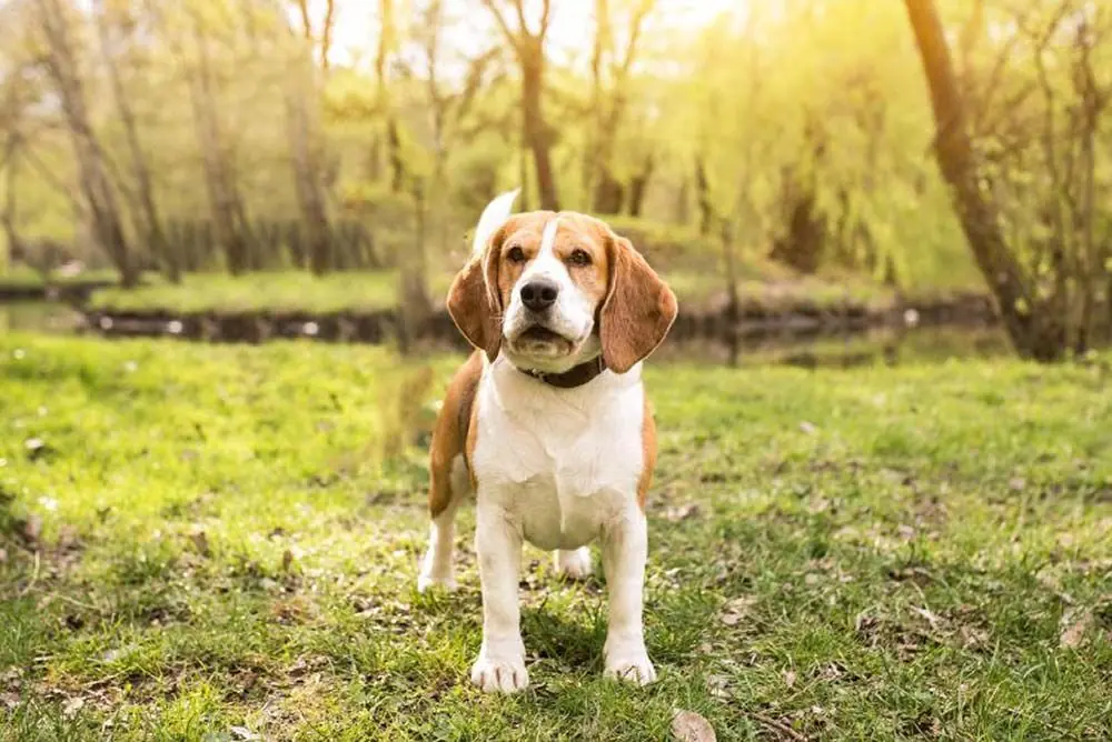 Foxhound americain Comment ameliorer leur alimentation