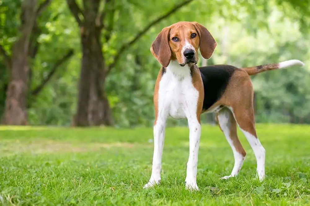 Foxhound inglese: caratteristiche, cura, alimentazione e carattere