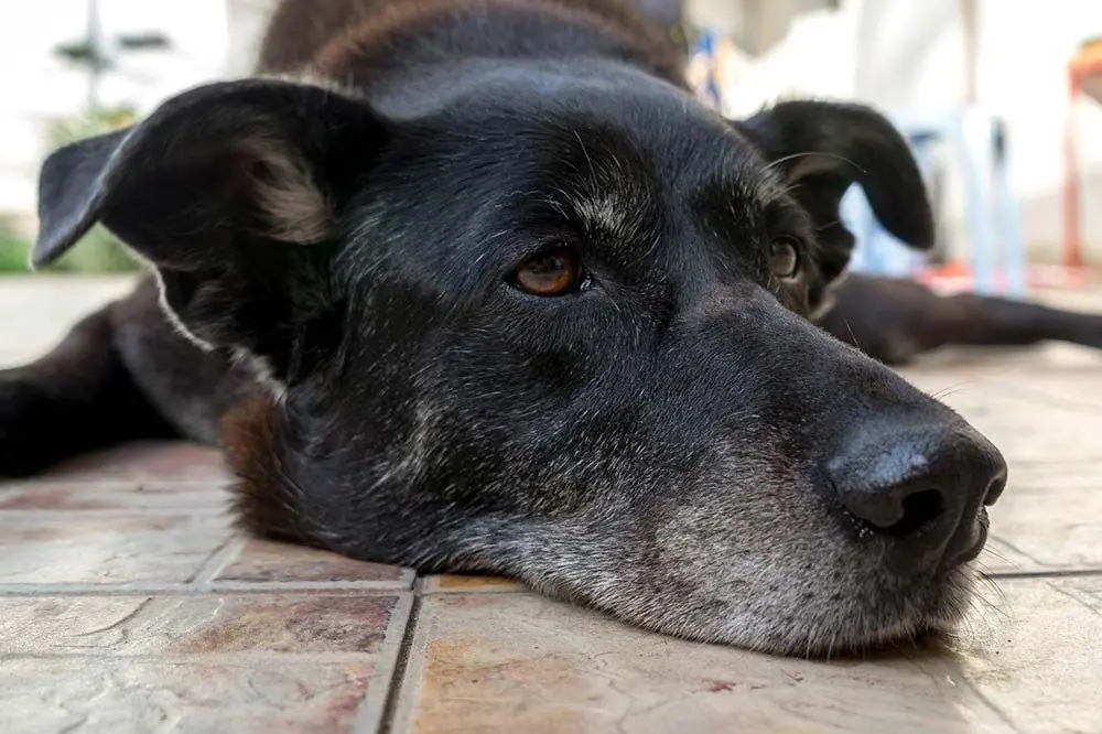 Giardiasi nei cani: cause e trattamento