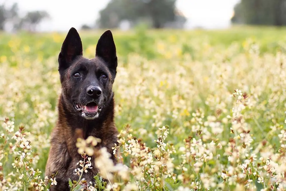 Gli errori comuni quando si prende cura un pastore olandese