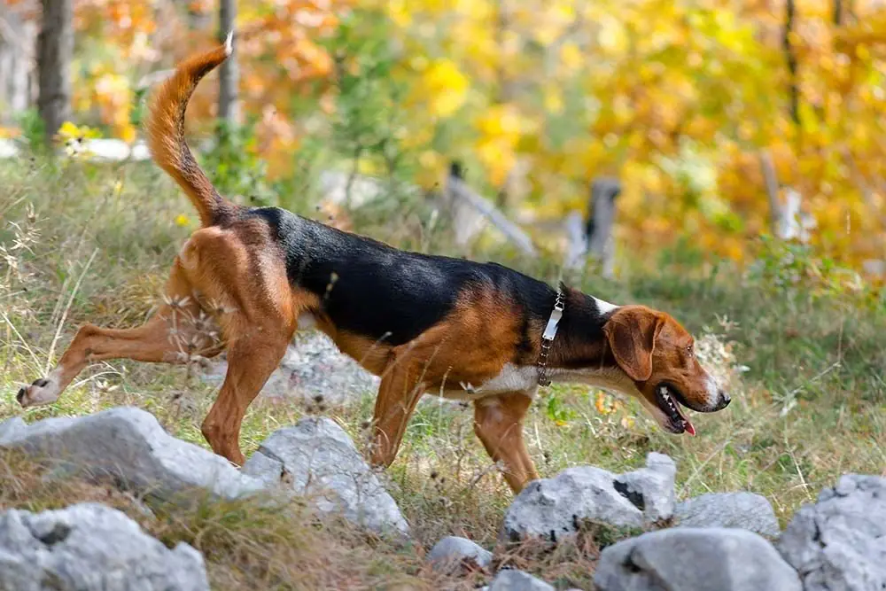 Gran Sabueso Anglo frances Tricolor ejercicio
