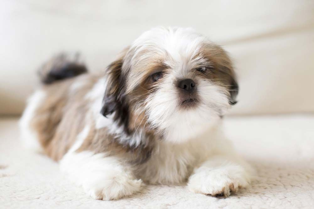 I cani ipoallergenici sono la scelta giusta per te