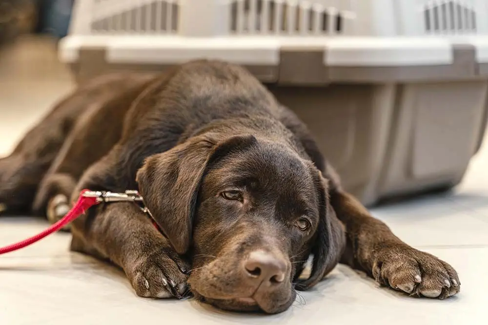 I sintomi della leptospirosi canina