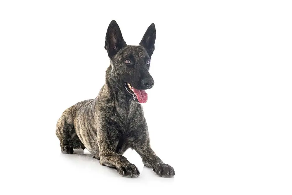 Il Pastore Olandese: Una mascota ideale per la famiglia