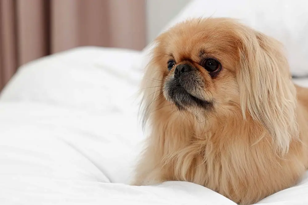 Il cane di Pechino: caratteristiche, cura, alimentazione e carattere