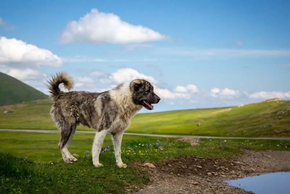 Il pastore caucasico: Una Razza di Cani di Grande Bellezza
