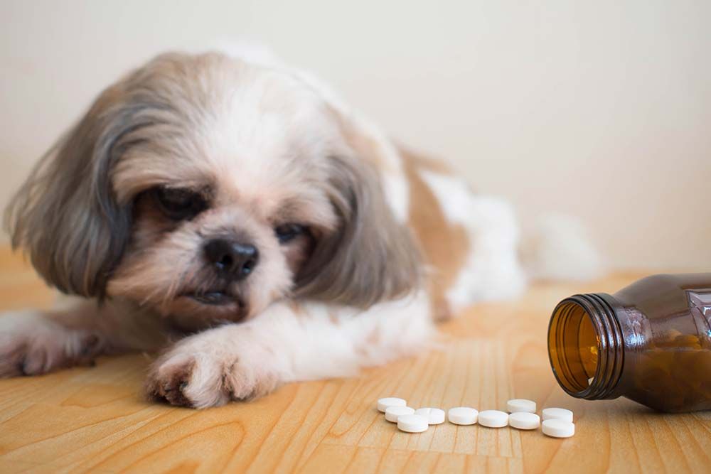 Il trattamento della coccidiosi