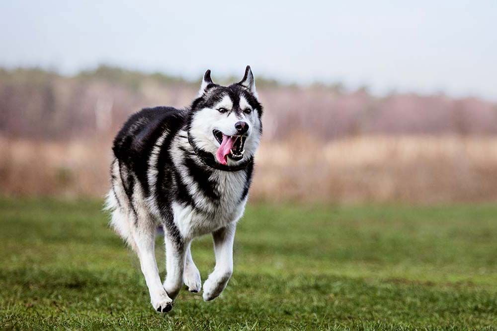 Importanza del l esercizio
