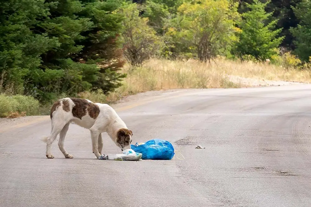 Ingestion aliments en mauvais etat