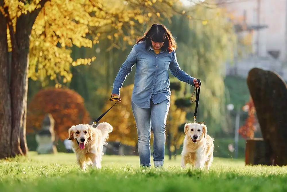 Iniziare con la cinghia guinzaglio
