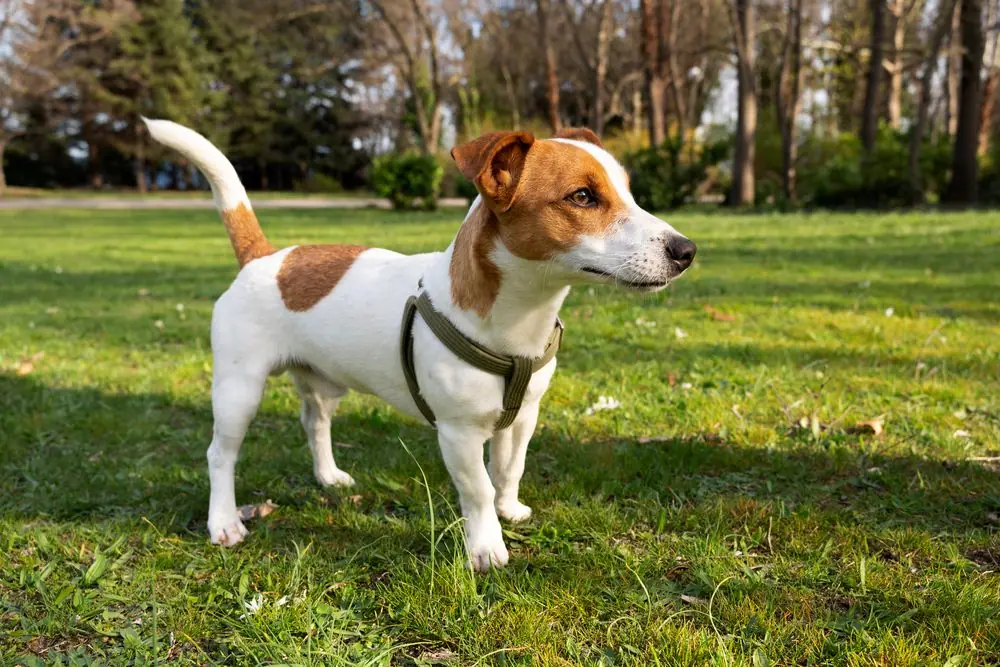 Jack Russell Terrier che esplora l'erba con curiosità