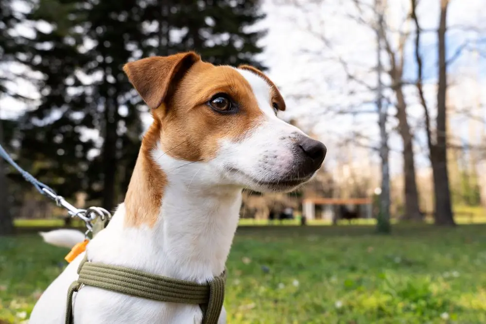 Jack Russell Terrier al parco, pronto per una passeggiata con il guinzaglio