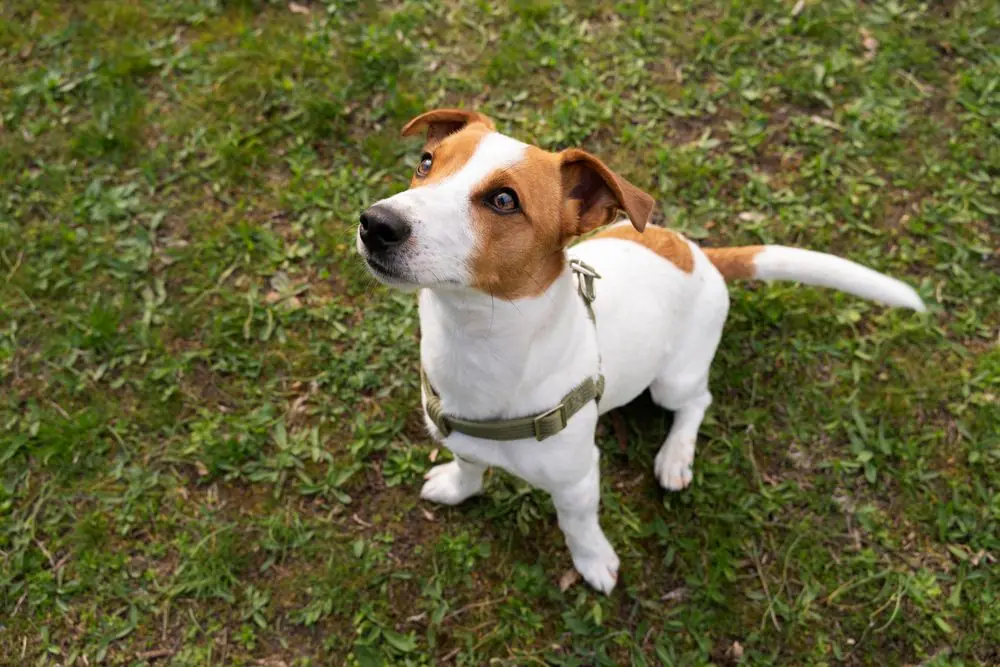 Jack Russell Terrier osserva attentamente il suo padrone