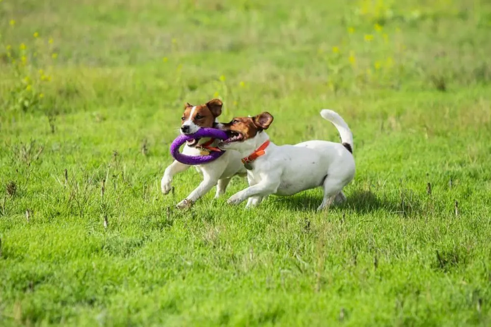 Jack Russell Terrier