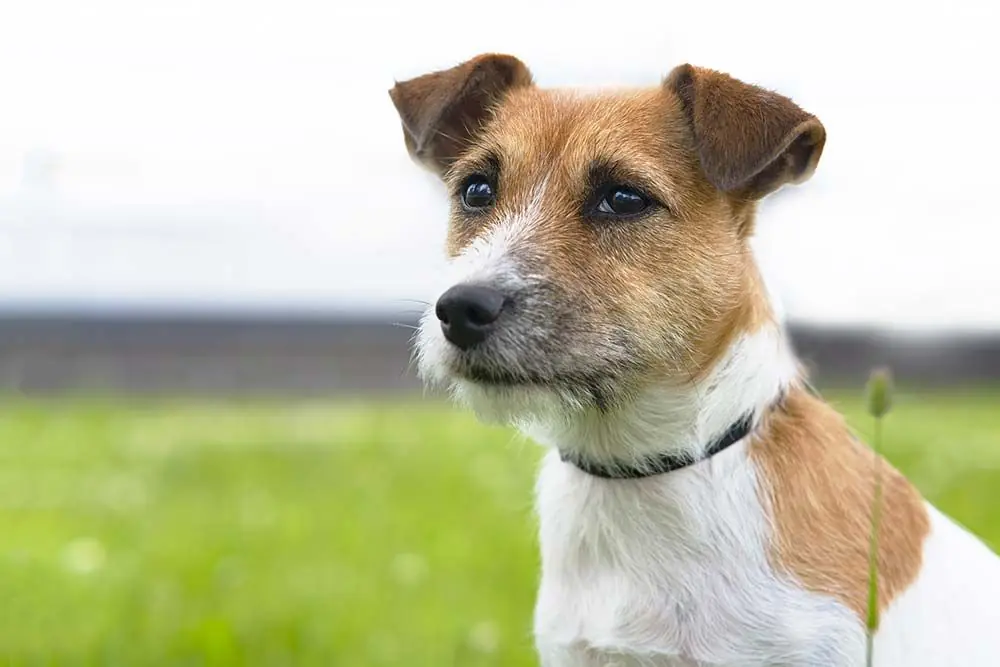 Jack Russell Terrier: caratteristiche, cura, alimentazione e carattere