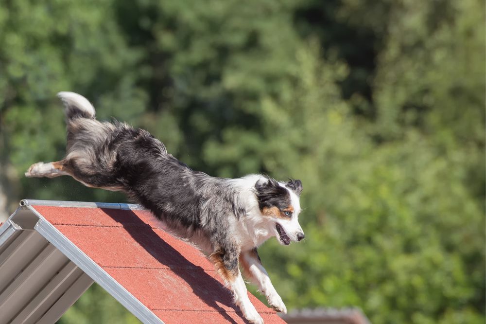 Jouets favorisant lactivite physique