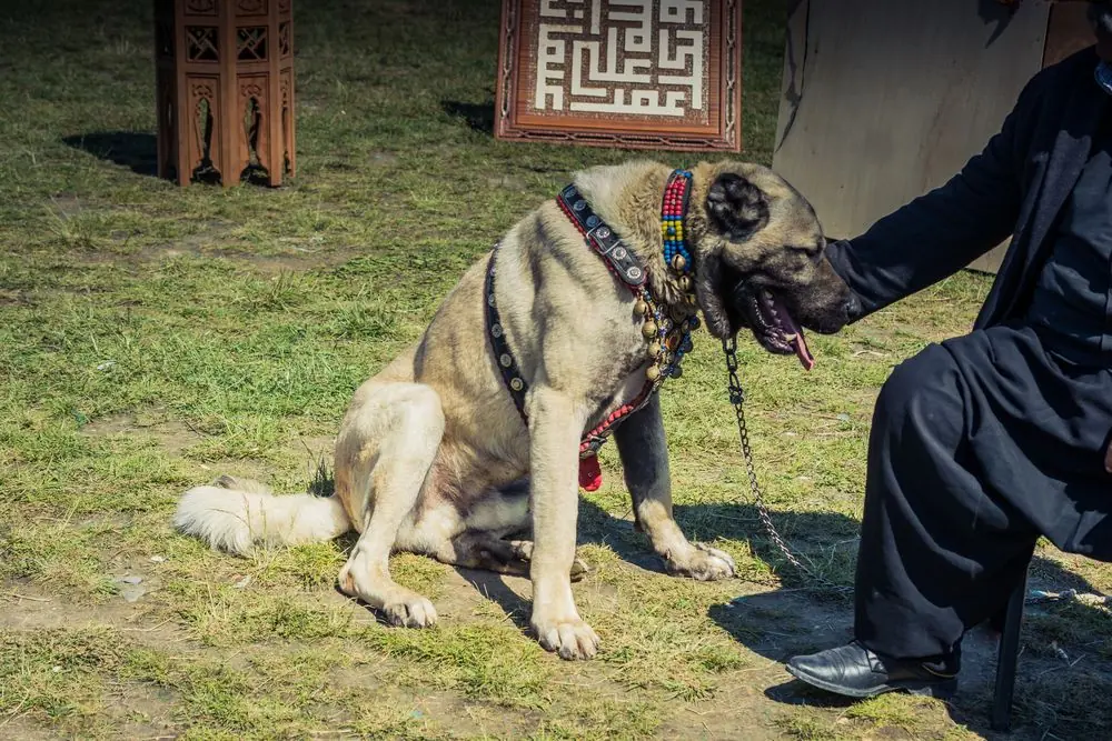Perro Kangal sentado frente a su dueño con atención