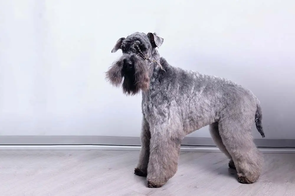 Kerry Blue Terrier: caratteristiche, cura, alimentazione e carattere