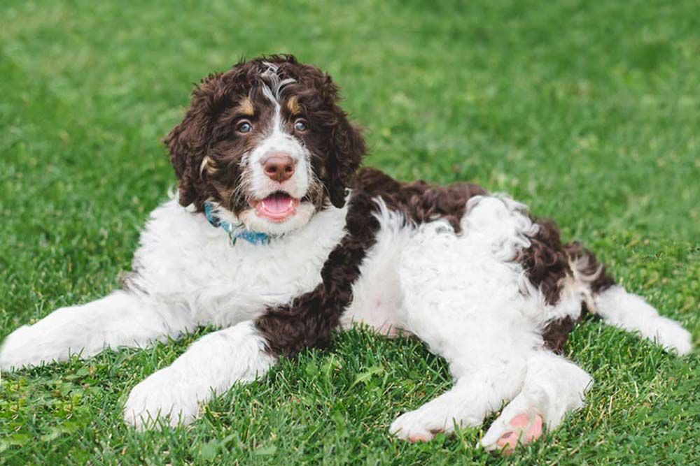 La cura del Bernedoodle