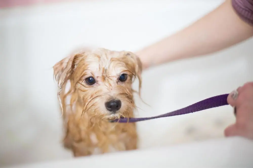 La leptospirose chez le chien: tout ce qu'il faut savoir