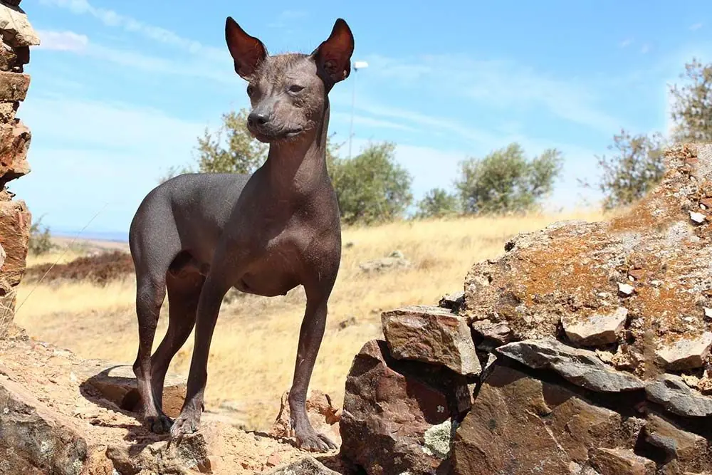 La sante du Chien du Perou