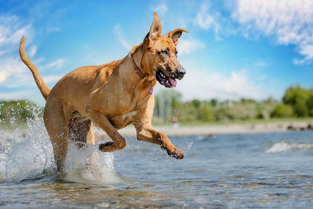 La vita attiva di un cane