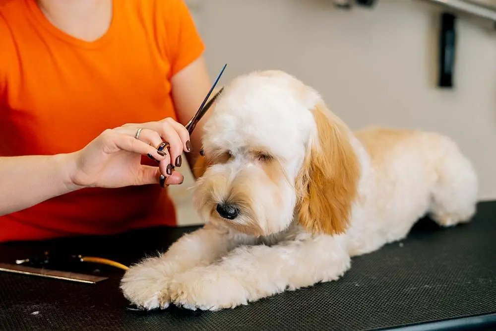 Labradoodle Struttura della pelliccia