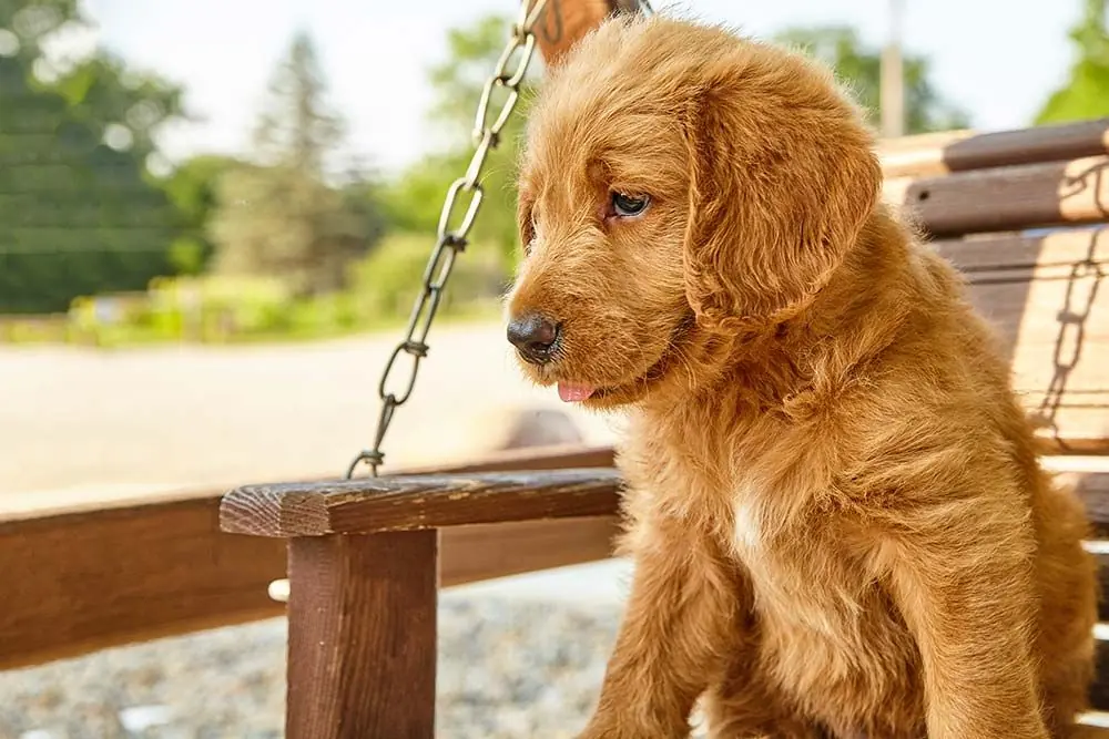 Labradoodle o Australian Labradoodle: caratteristiche, cura, alimentazione e carattere