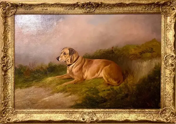 Vecchia razza di Labrador Retriever