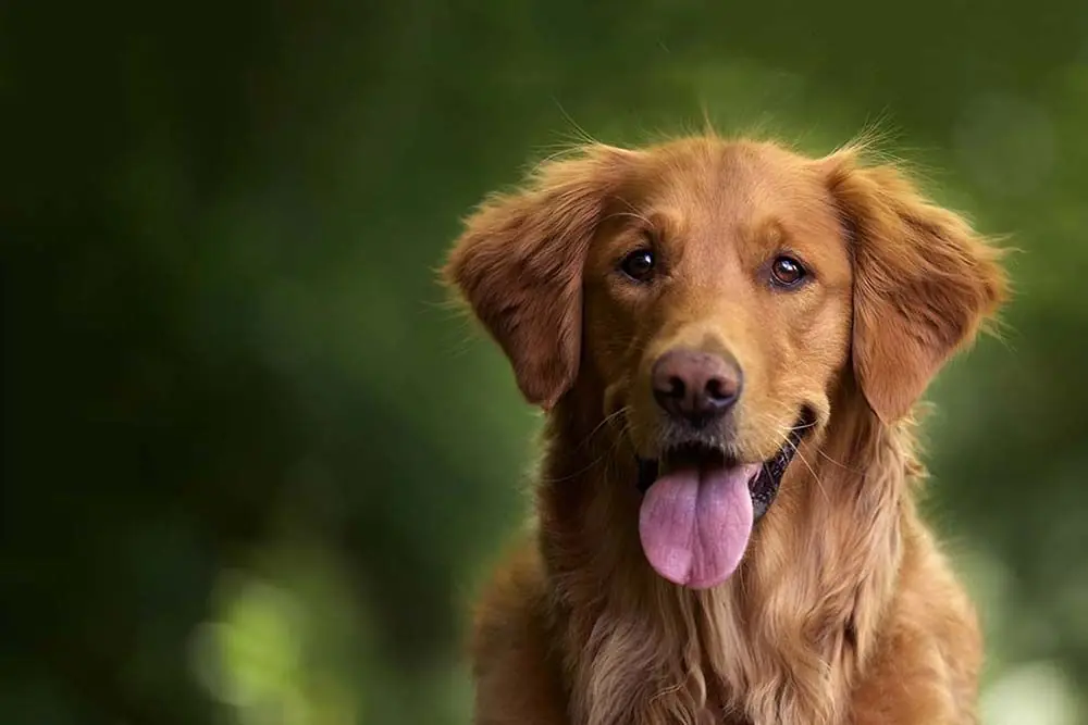 Labrador retriever: caratteristiche, cura, alimentazione e carattere