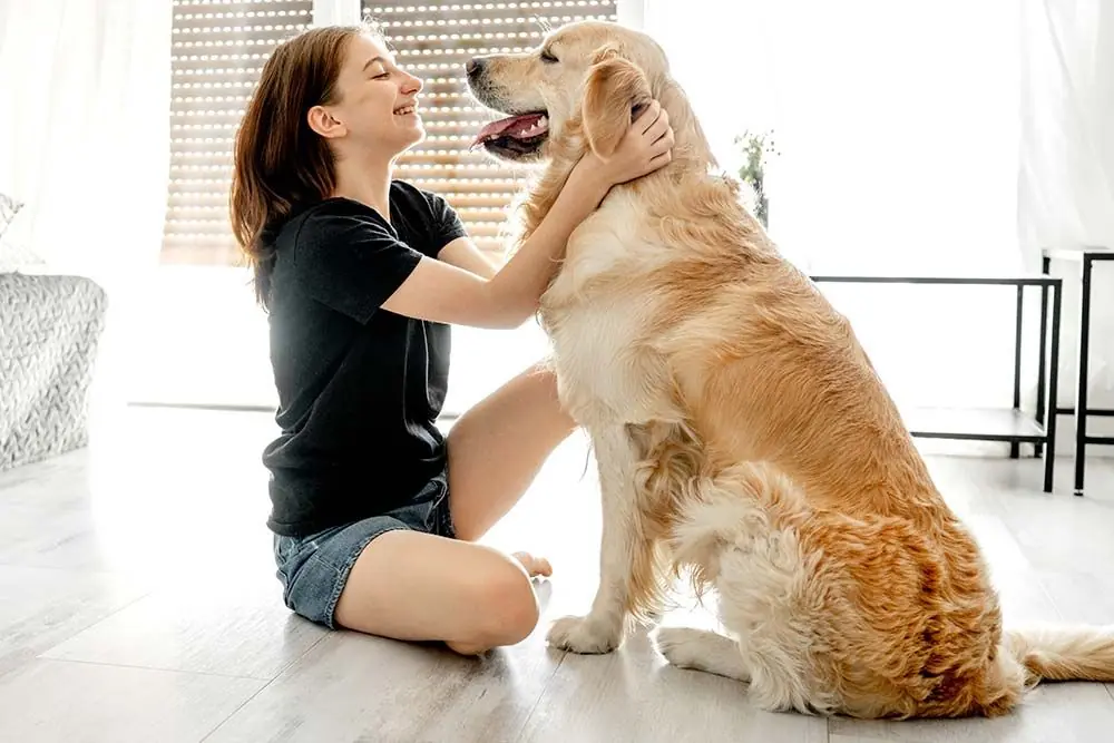 Labrador retriever temperamento