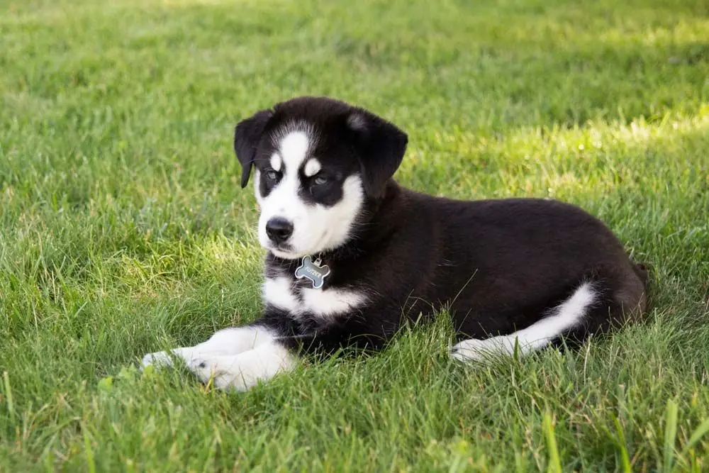 Labsky o Huskador Misure preventive