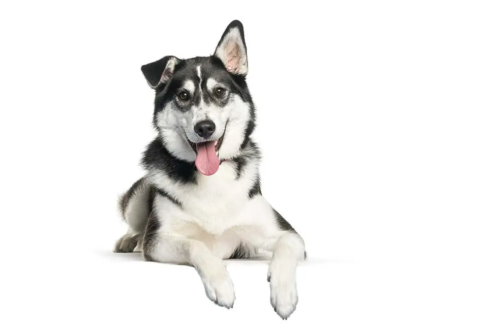 Labsky o Huskador cura