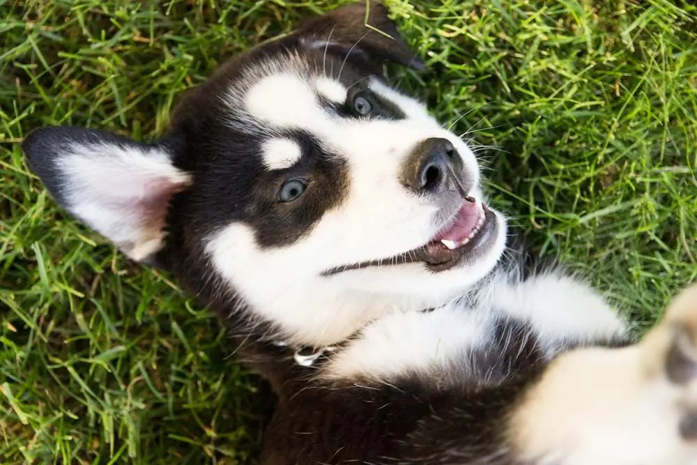 Labsky o Huskador: caratteristiche, cura, alimentazione e carattere