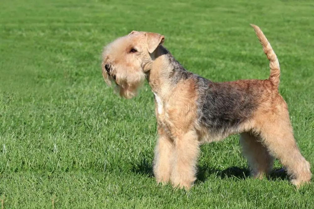 Lakeland Terrier: caratteristiche, cura, alimentazione e carattere