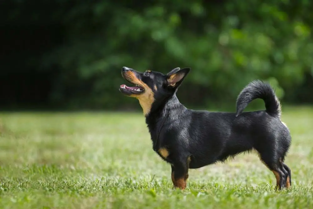 Lancashire Heeler: caratteristiche, cura, alimentazione e carattere