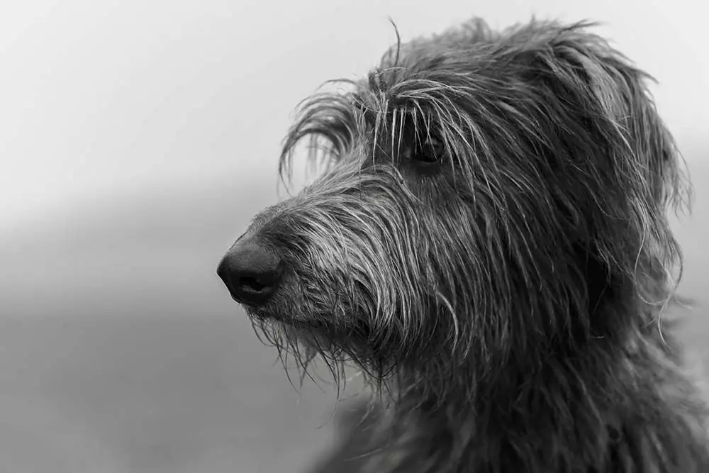 Lebrel scozzese o Deerhound: caratteristiche, cura, alimentazione e carattere