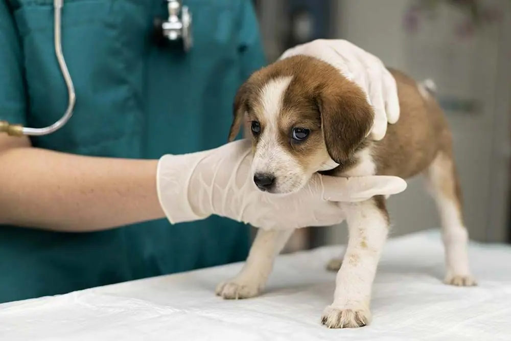 Leptospirosi canina: sintomi e trattamento