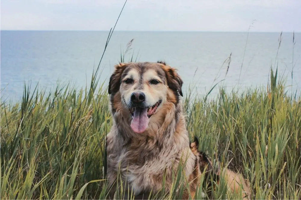 Les races de grands chiens les plus adaptées à la vie en famille
