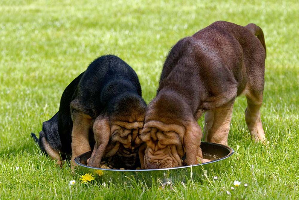 Limpatto dell alimentazione sull aspettativa di vita