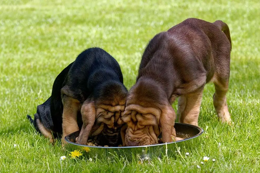 Limpatto dell alimentazione sull aspettativa di vita