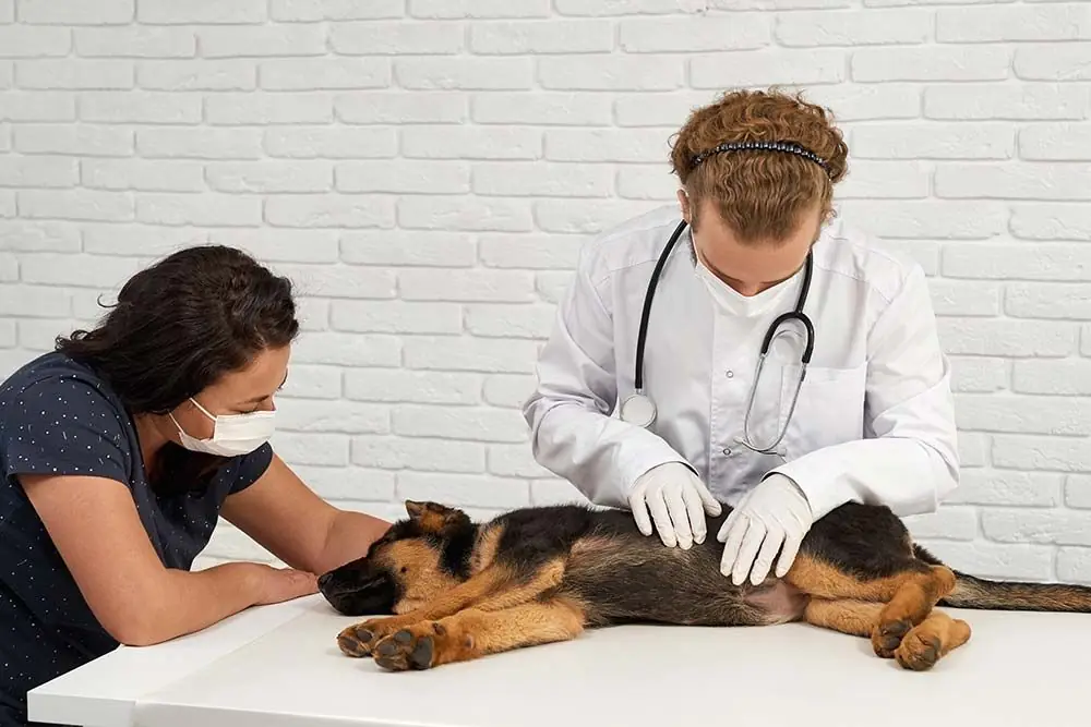 Limportanza di prevenire e rilevare in tempo cancro nei cani