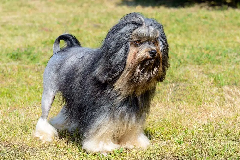 Little lion dog caratteristiche fisiche