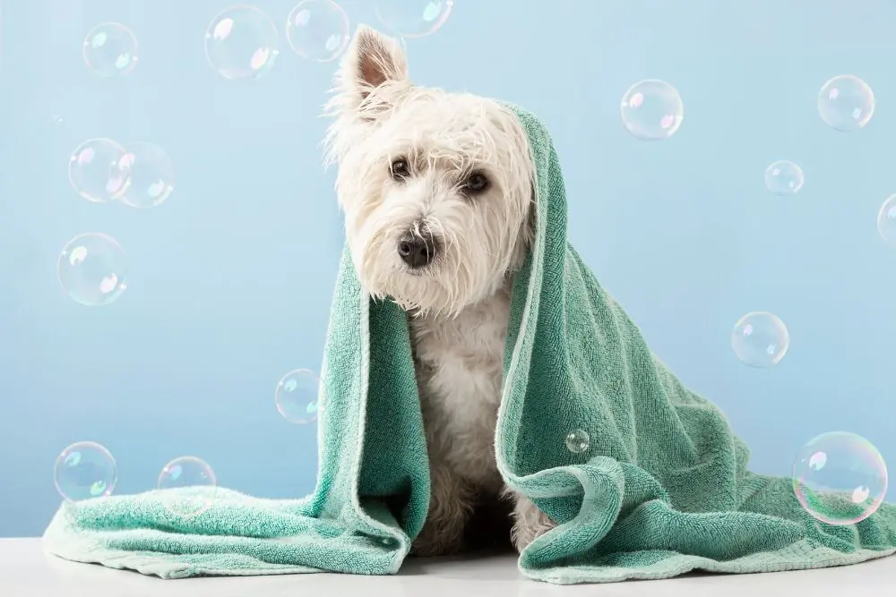 Los mejores consejos para bañar a tu perro en casa