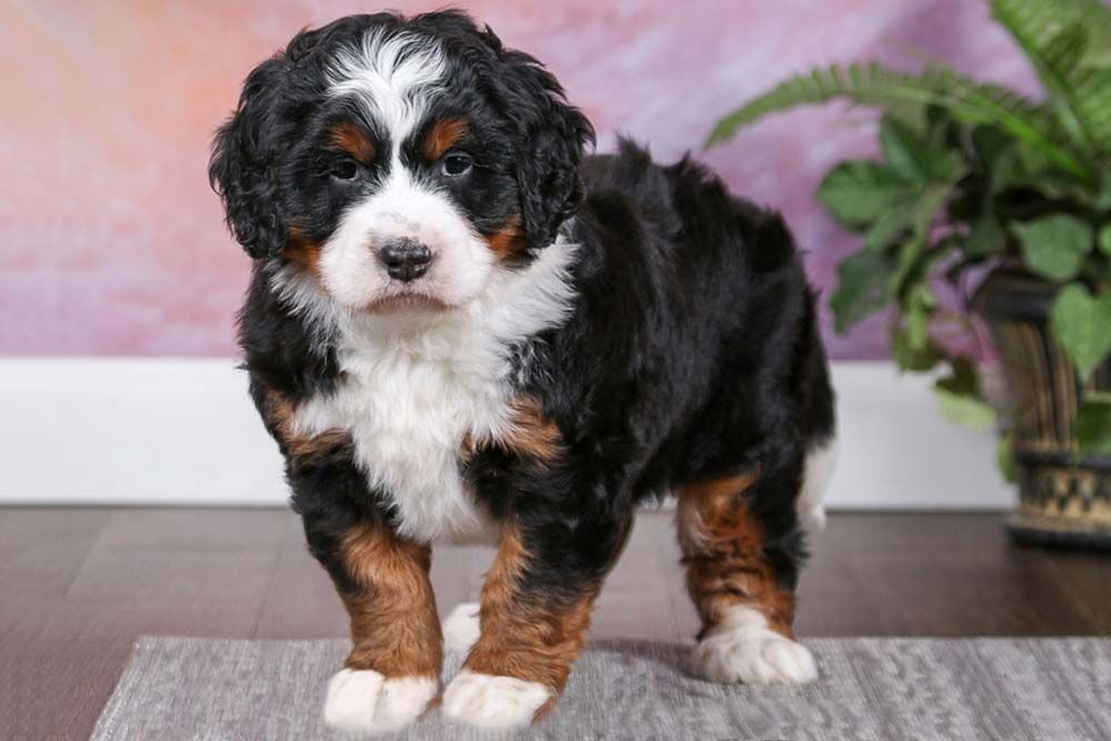 Malattie del Bernedoodle