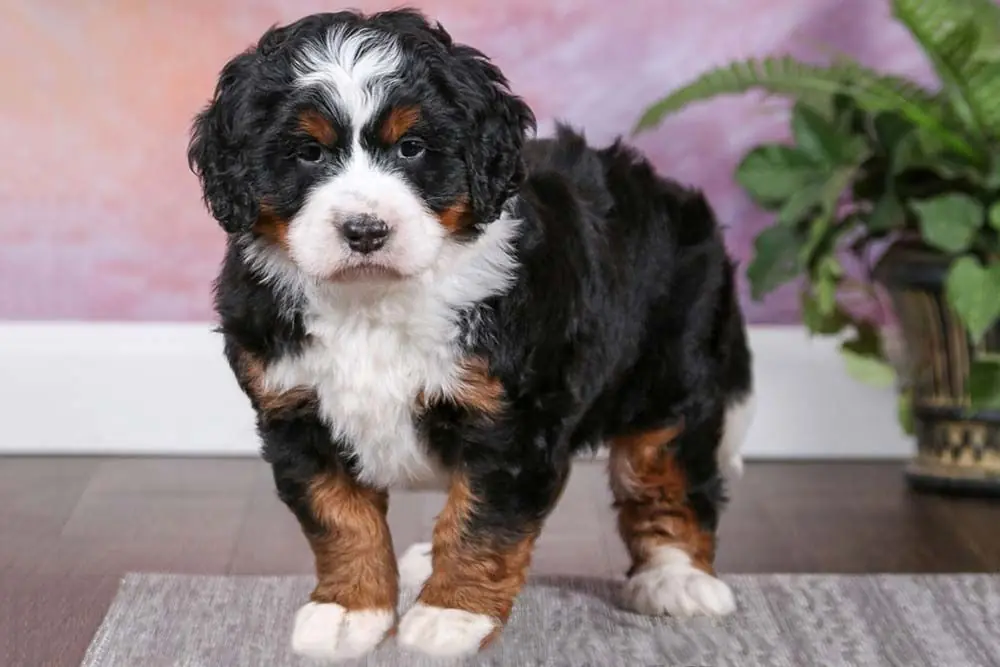Malattie del Bernedoodle