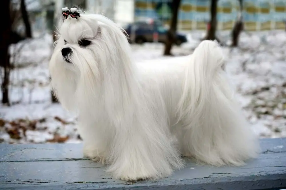 Maltese un vecchio ed elegante