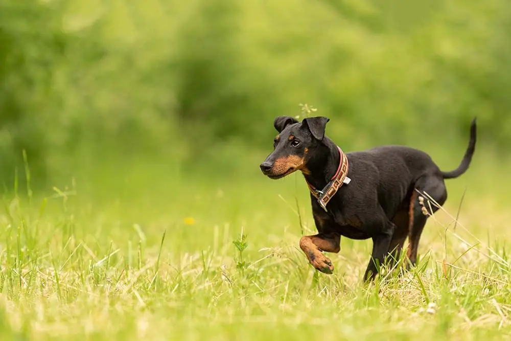 Manchester Terrier: caratteristiche, cura, alimentazione e carattere