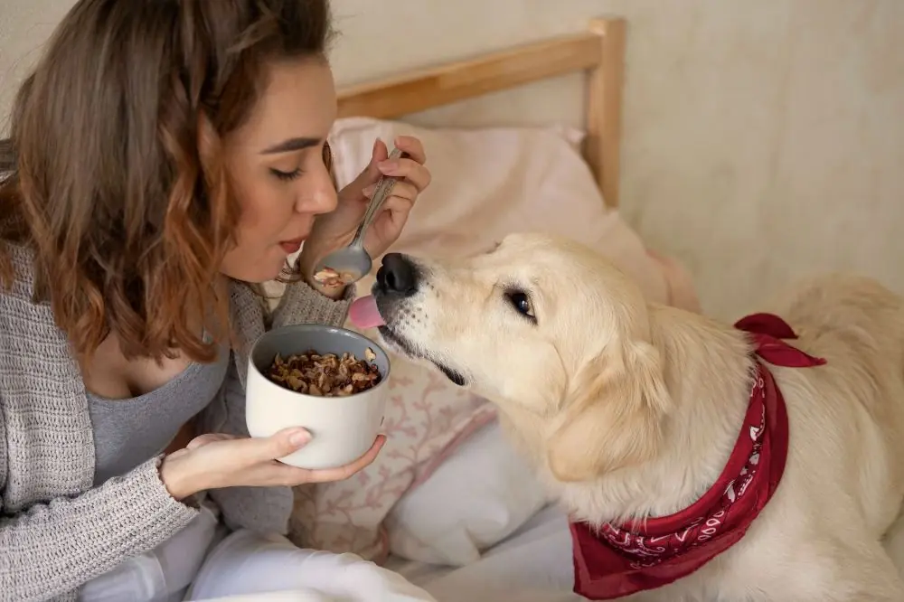 Mangime fatto in casa