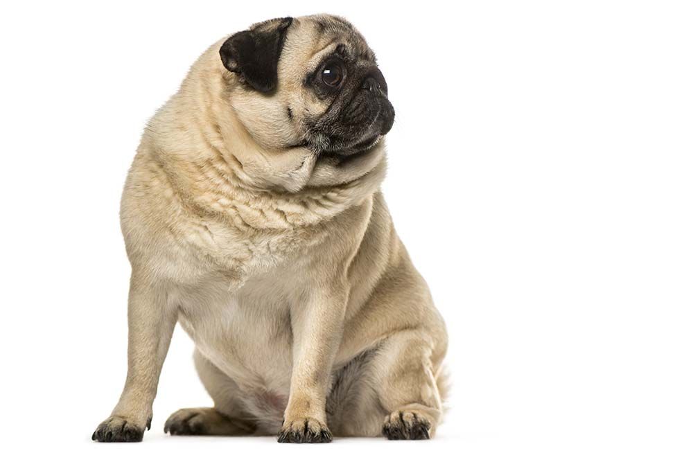 Mantieni tuo cane su un peso sano